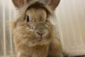 うさぎホテル3月15日