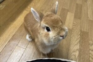 うさぎホテル3月26日