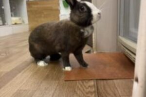 うさぎホテル4月4日