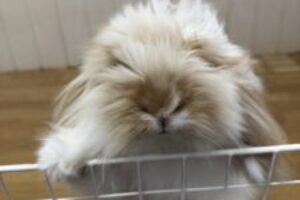 うさぎホテル4月19日