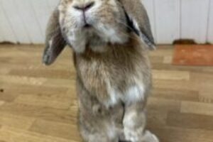 うさぎホテル4月28日