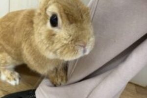 うさぎホテル4月13日