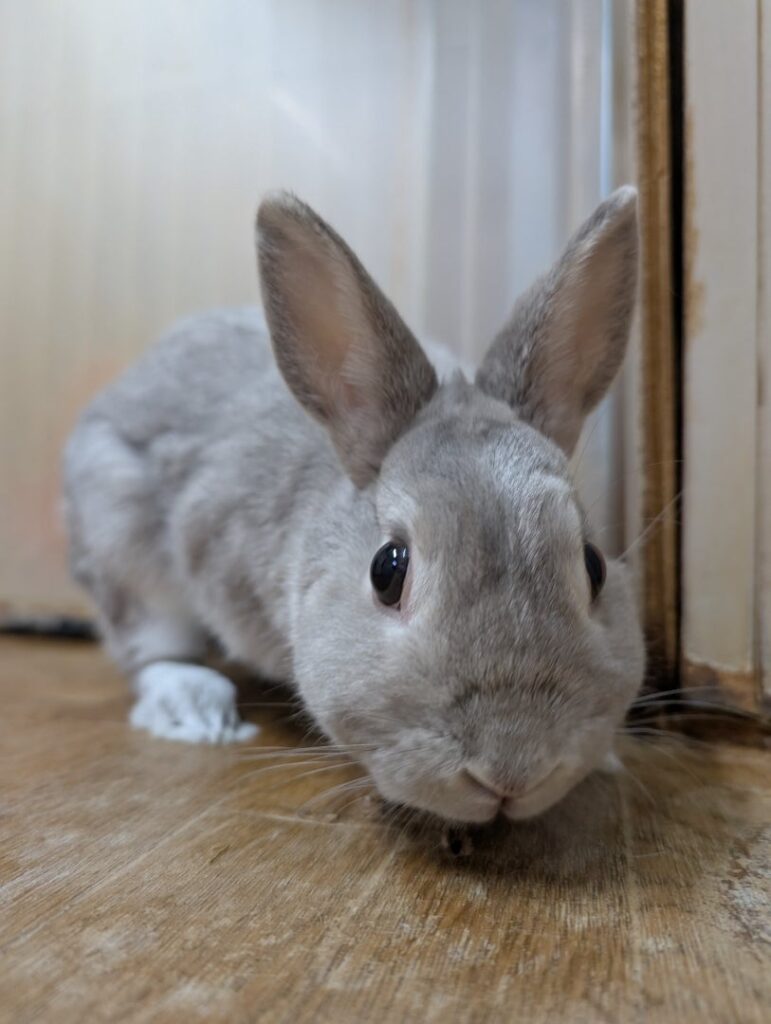 うさぎホテル5月28日