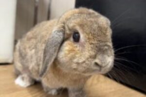 うさぎホテル5月28日