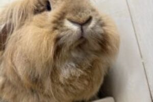うさぎホテル5月9日