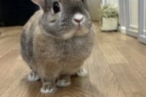 うさぎホテル5月2日