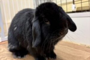 うさぎホテル5月21日