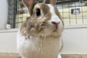 うさぎホテル6月5日