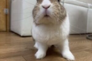 うさぎホテル6月11日