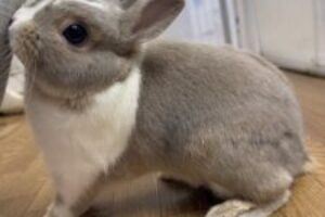うさぎホテル7月3日
