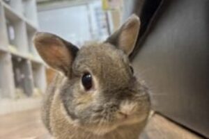 うさぎホテル7月6日