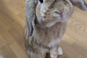 うさぎホテル7月13日