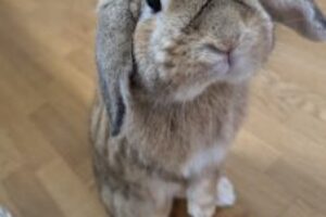 うさぎホテル7月13日