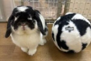 うさぎホテル7月21日