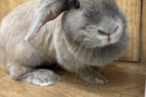 うさぎホテル7月26日