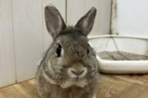 うさぎホテル8月10日