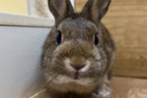 うさぎホテル8月23日
