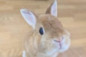 うさぎホテル9月28日