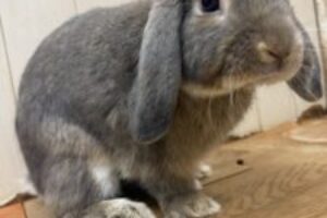 うさぎホテル9月23日