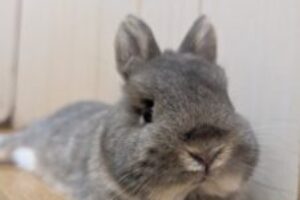 うさぎホテル9月13日