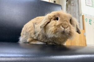うさぎホテル10月13日